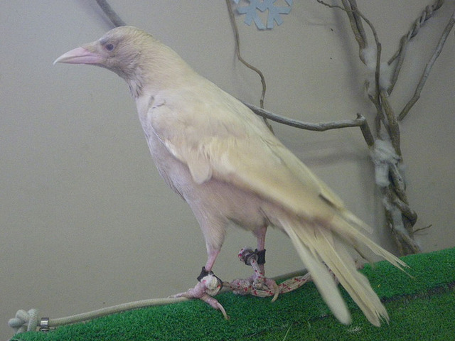 800px-Carrion_crow_Albino_20091101
