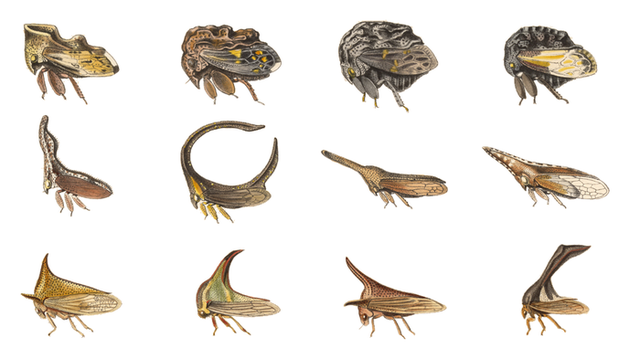 700px-Membracidae_collection